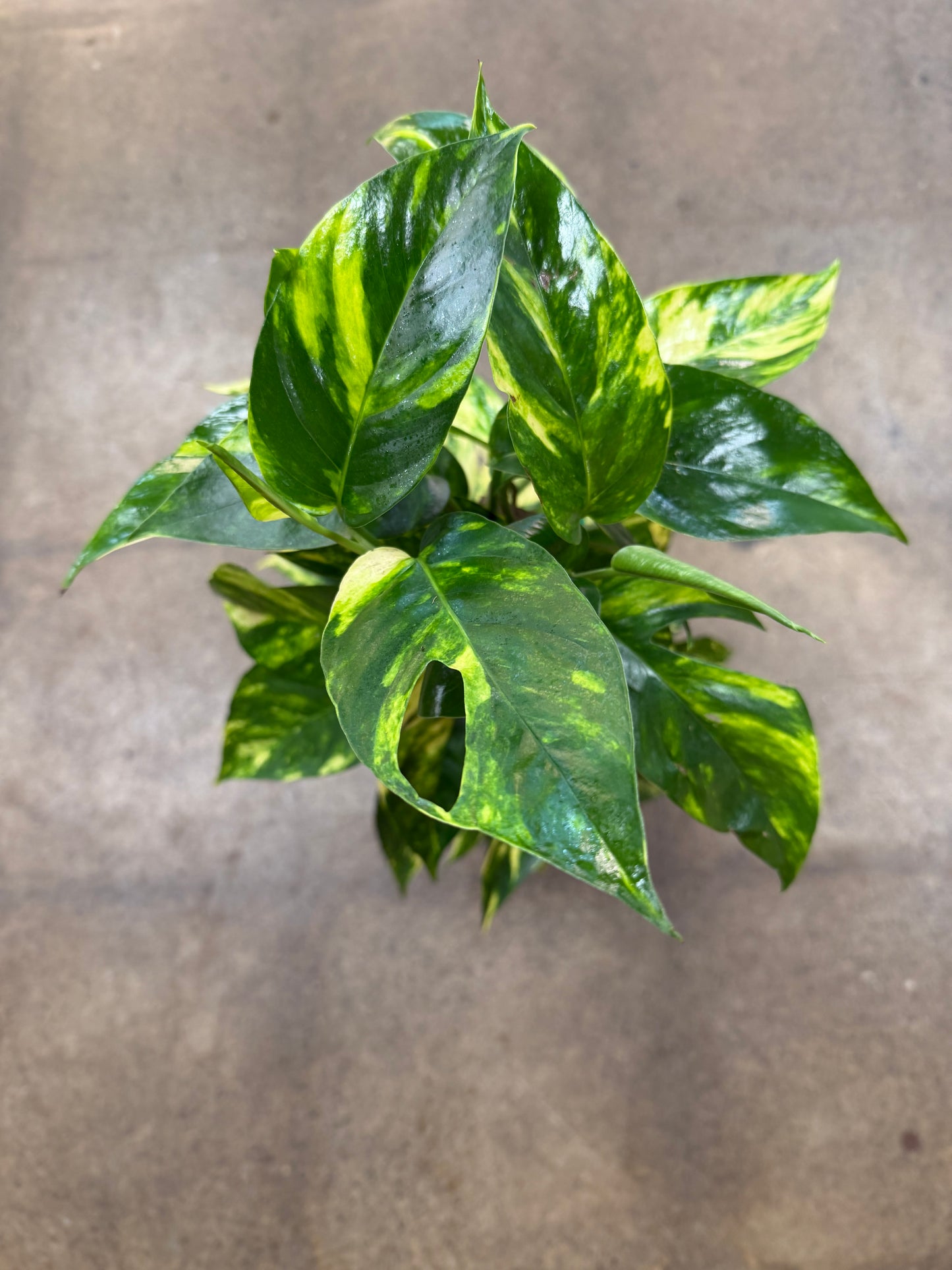 Epipremnum 'Yellow Flame'