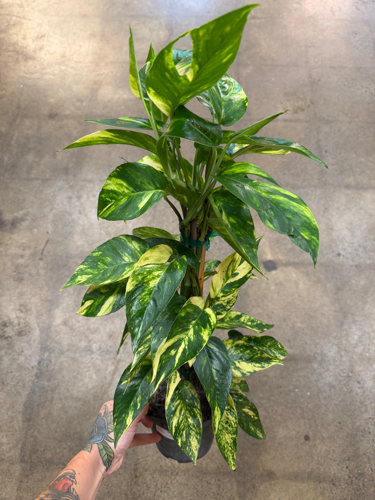 Epipremnum 'Yellow Flame'