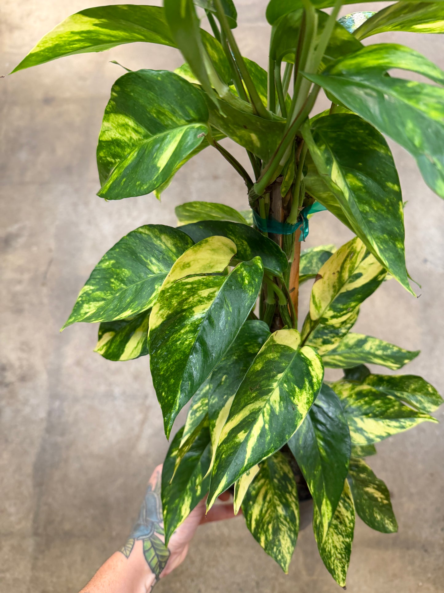 Epipremnum 'Yellow Flame'