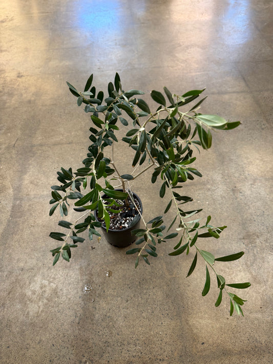 Olive
