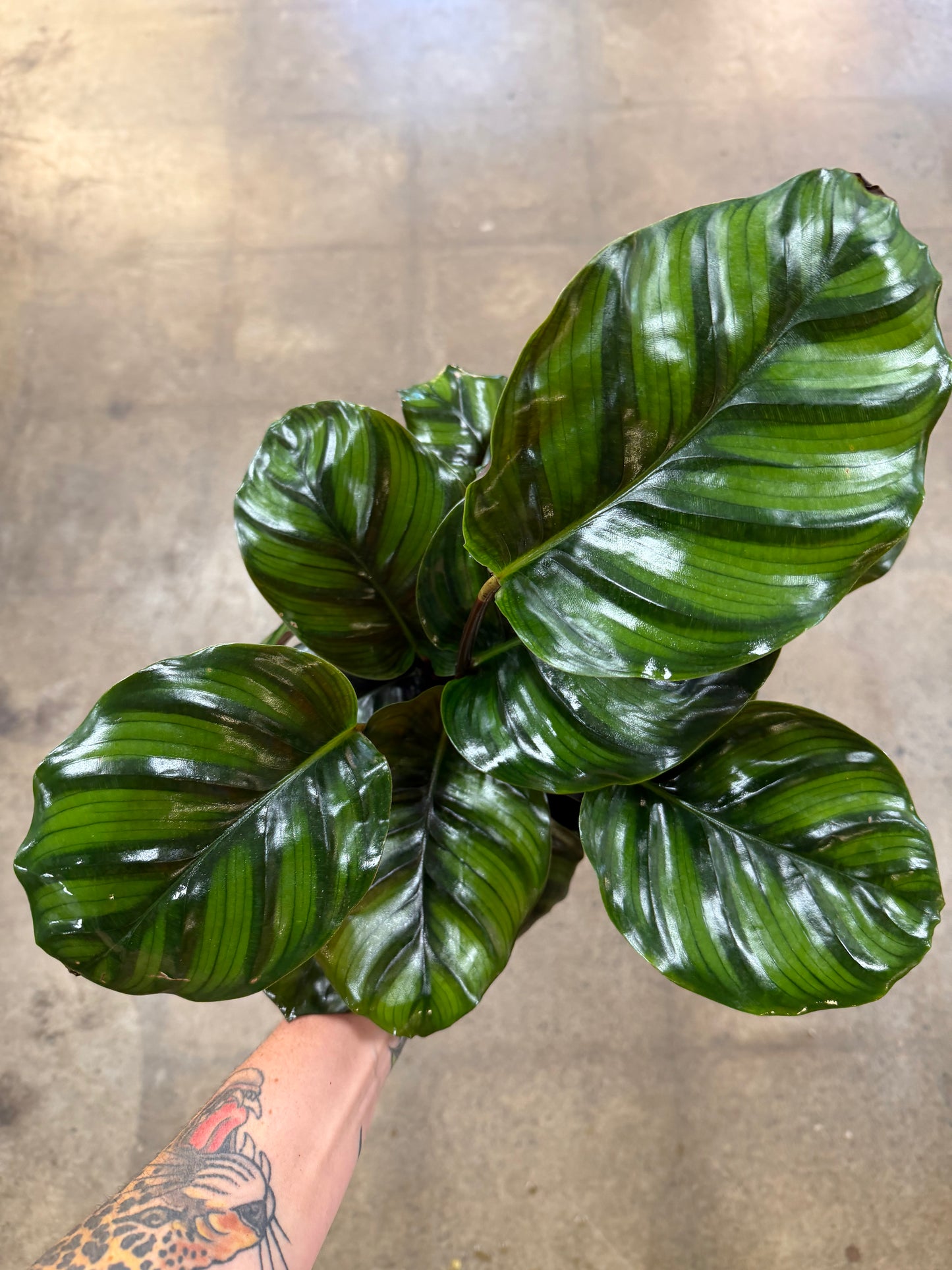 Calathea Fasciata