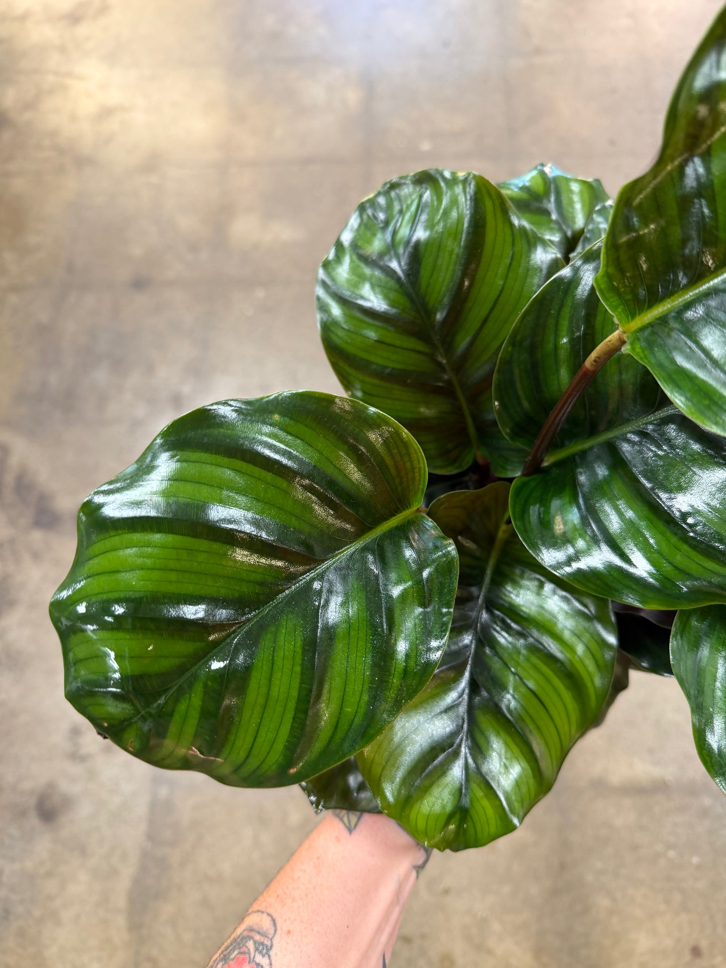 Calathea Fasciata