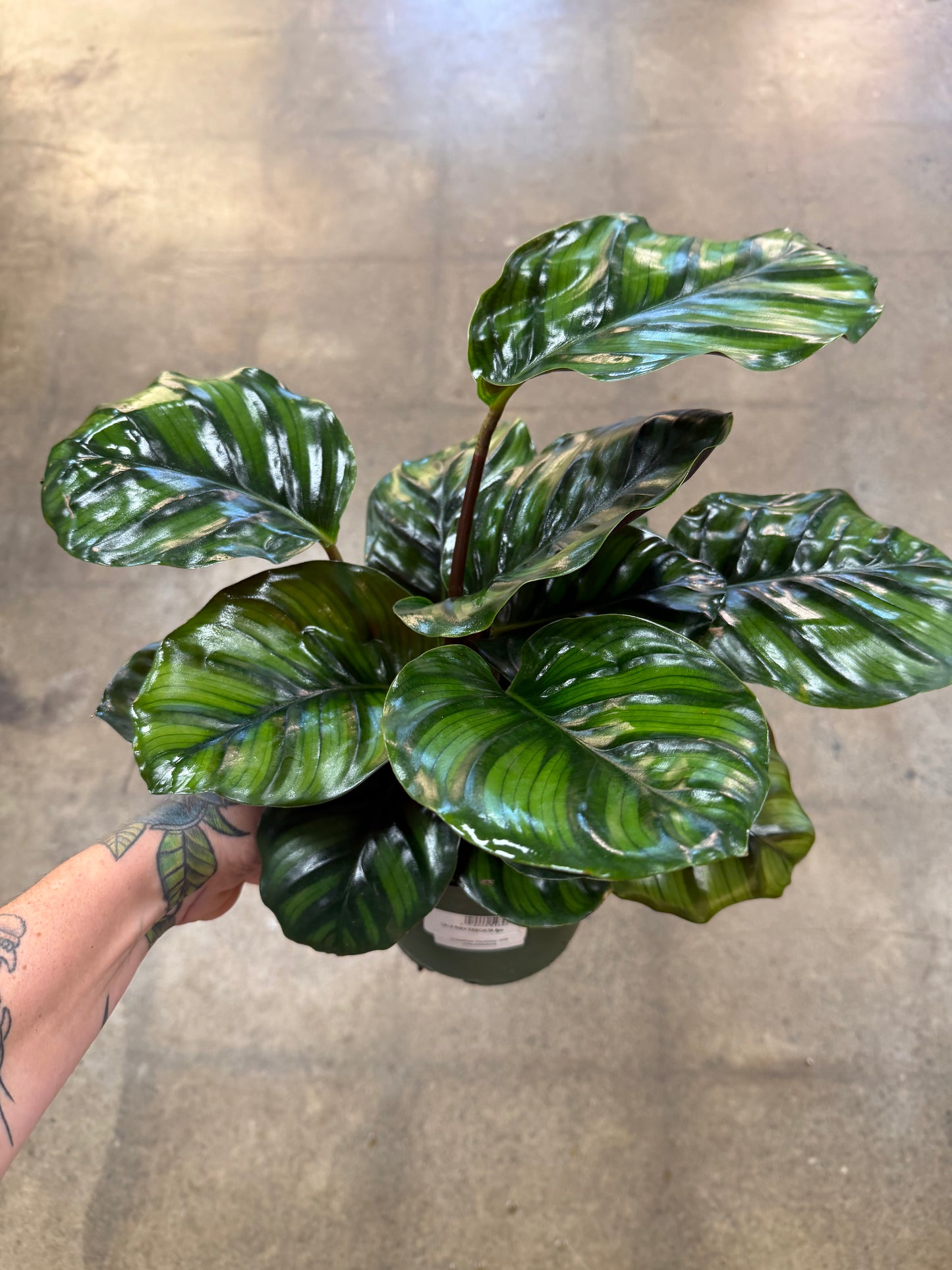Calathea Fasciata