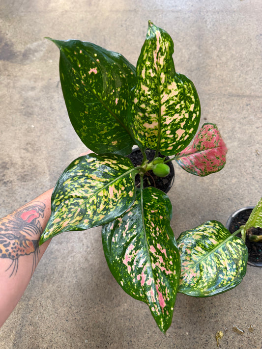 Aglaonema Ruby Ray