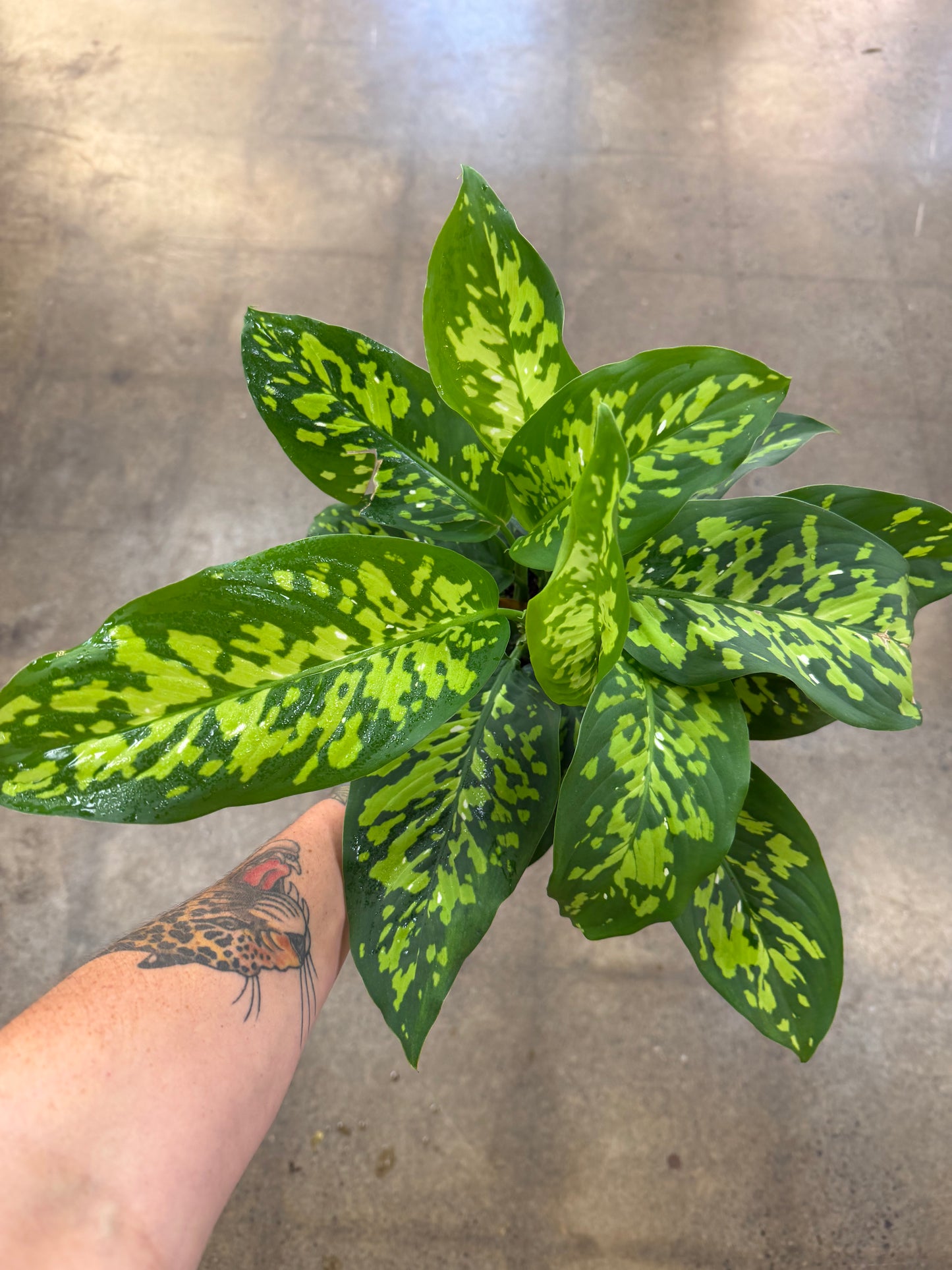 Dieffenbachia Cheetah