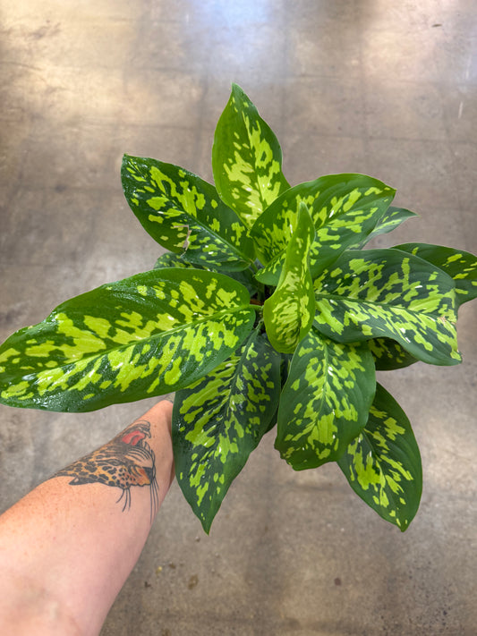 Dieffenbachia Cheetah