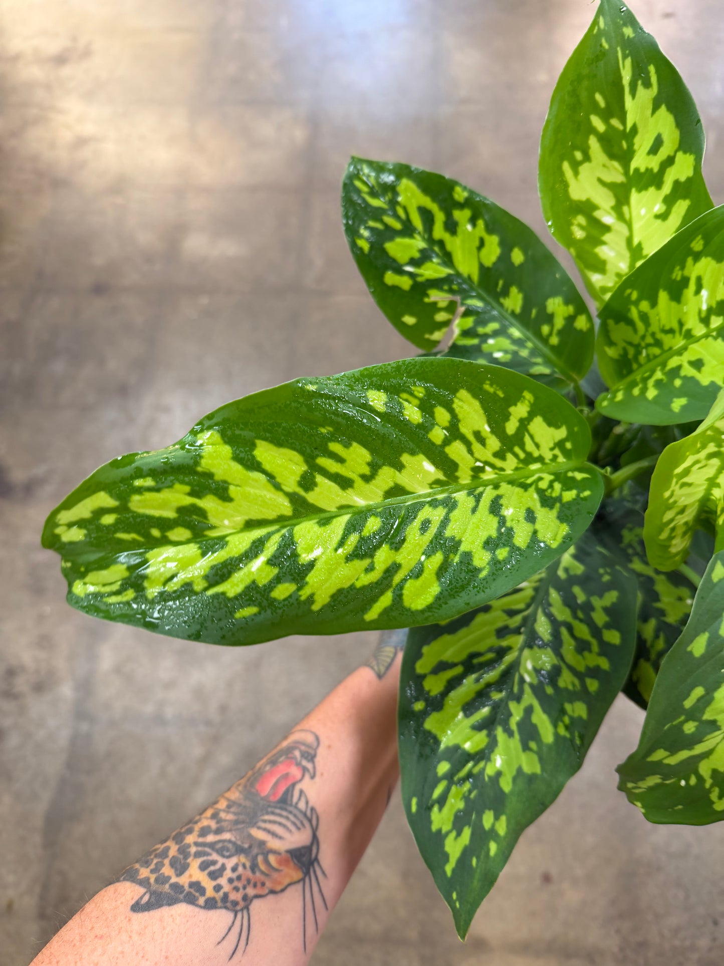Dieffenbachia Cheetah
