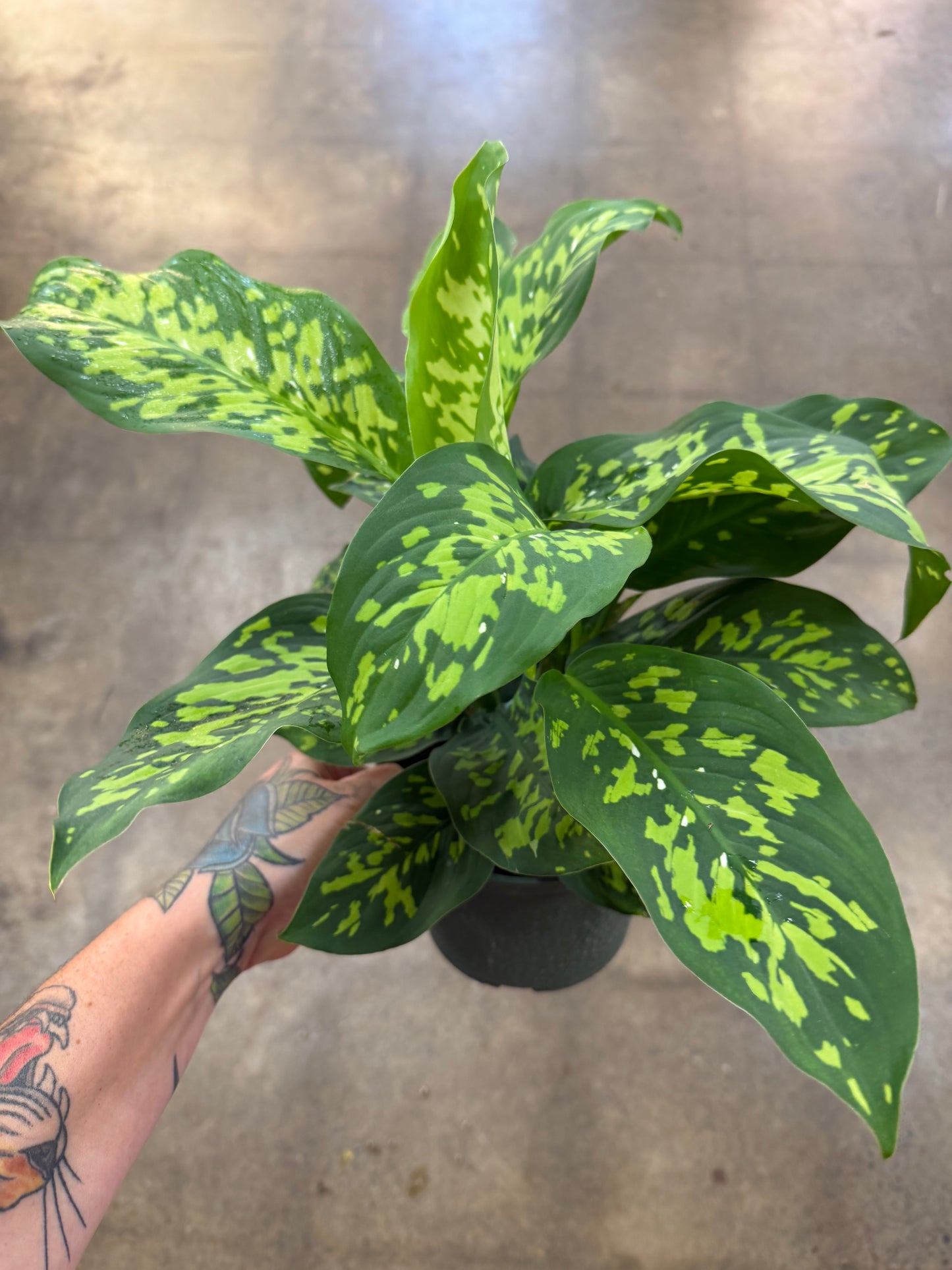 Dieffenbachia Cheetah