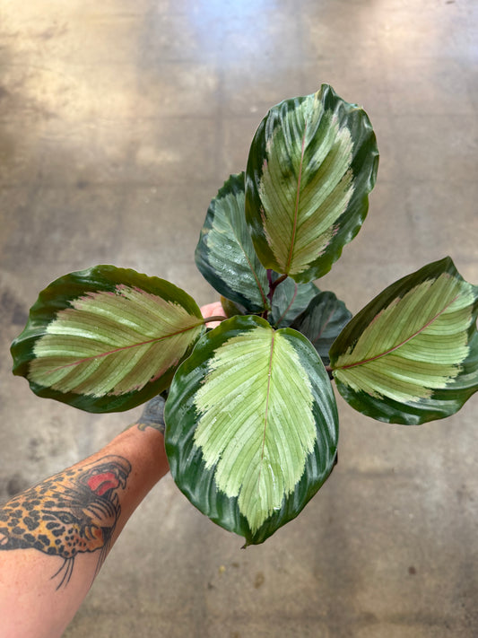 Calathea Northern Lights
