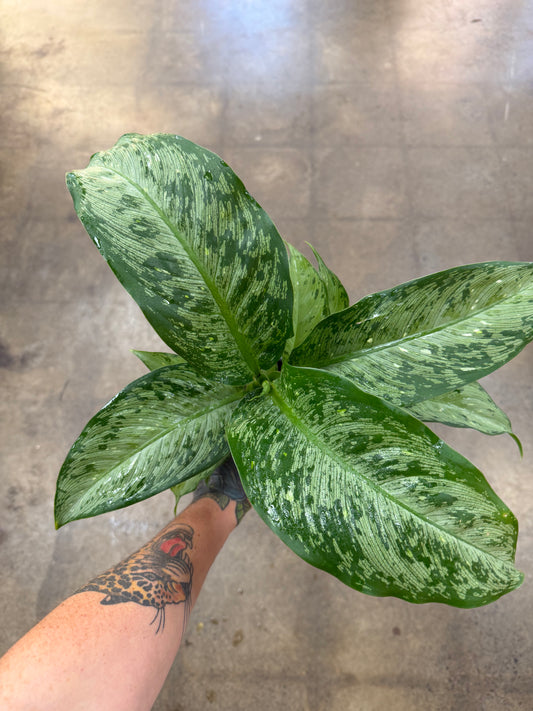 Dieffenbachia Tiki
