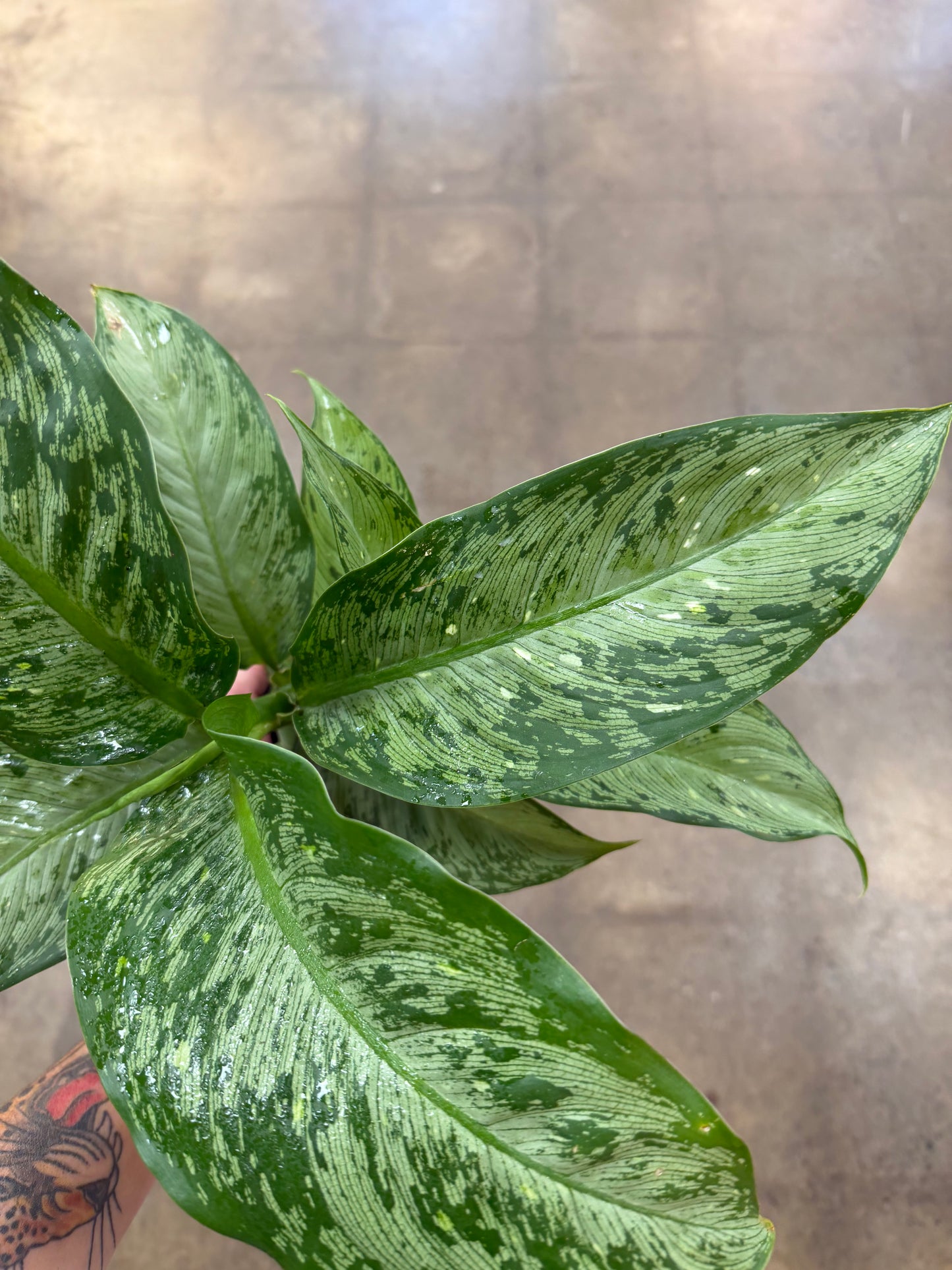 Dieffenbachia Tiki