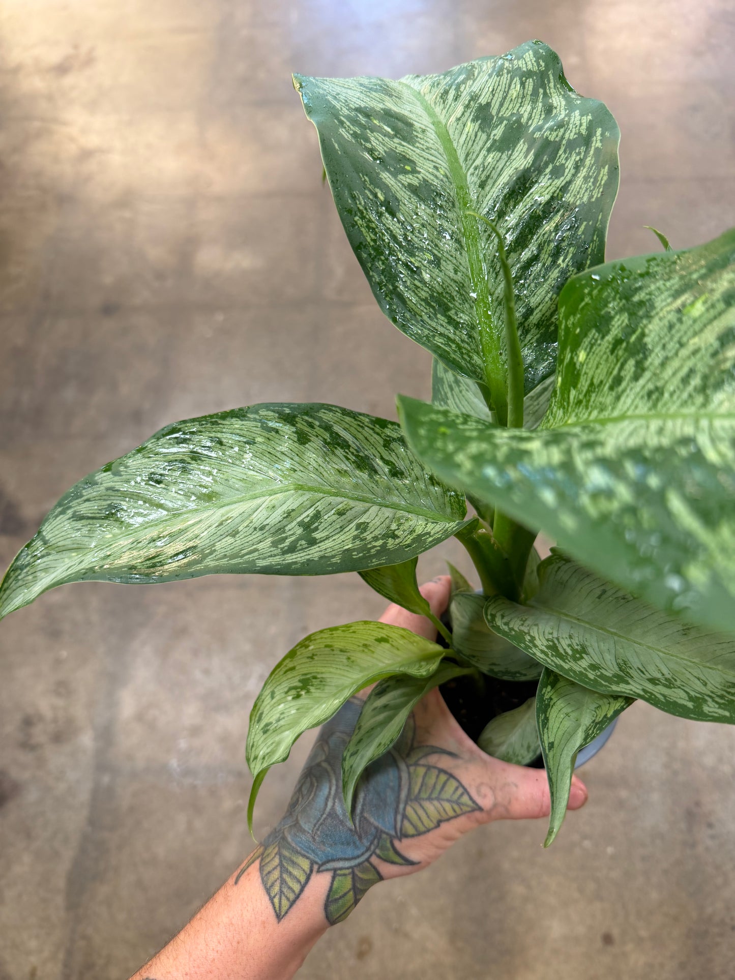 Dieffenbachia Tiki