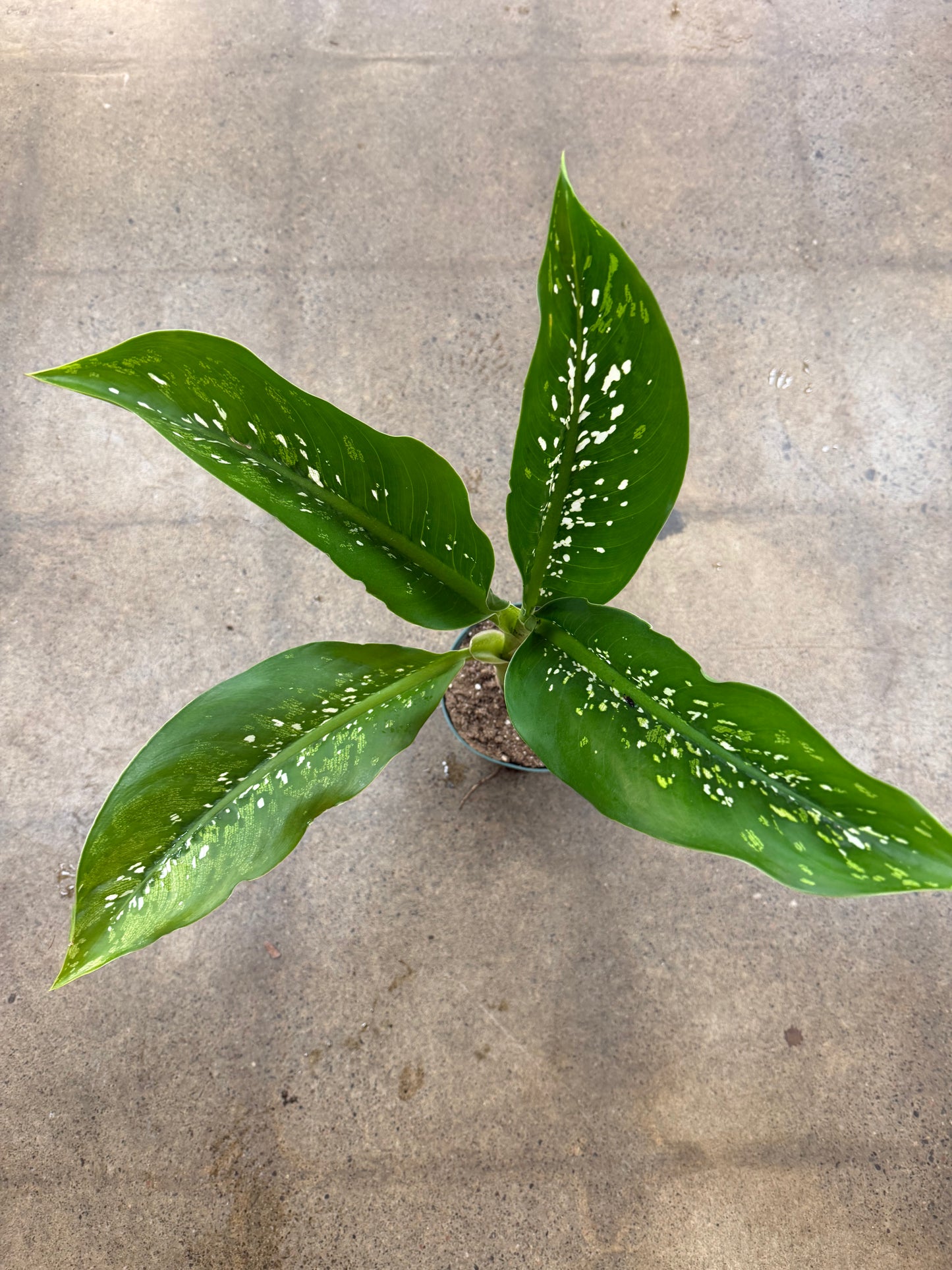 Dieffenbachia Crocodile