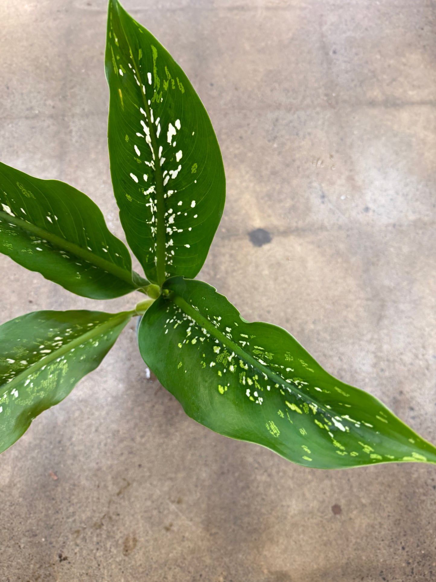 Dieffenbachia Crocodile