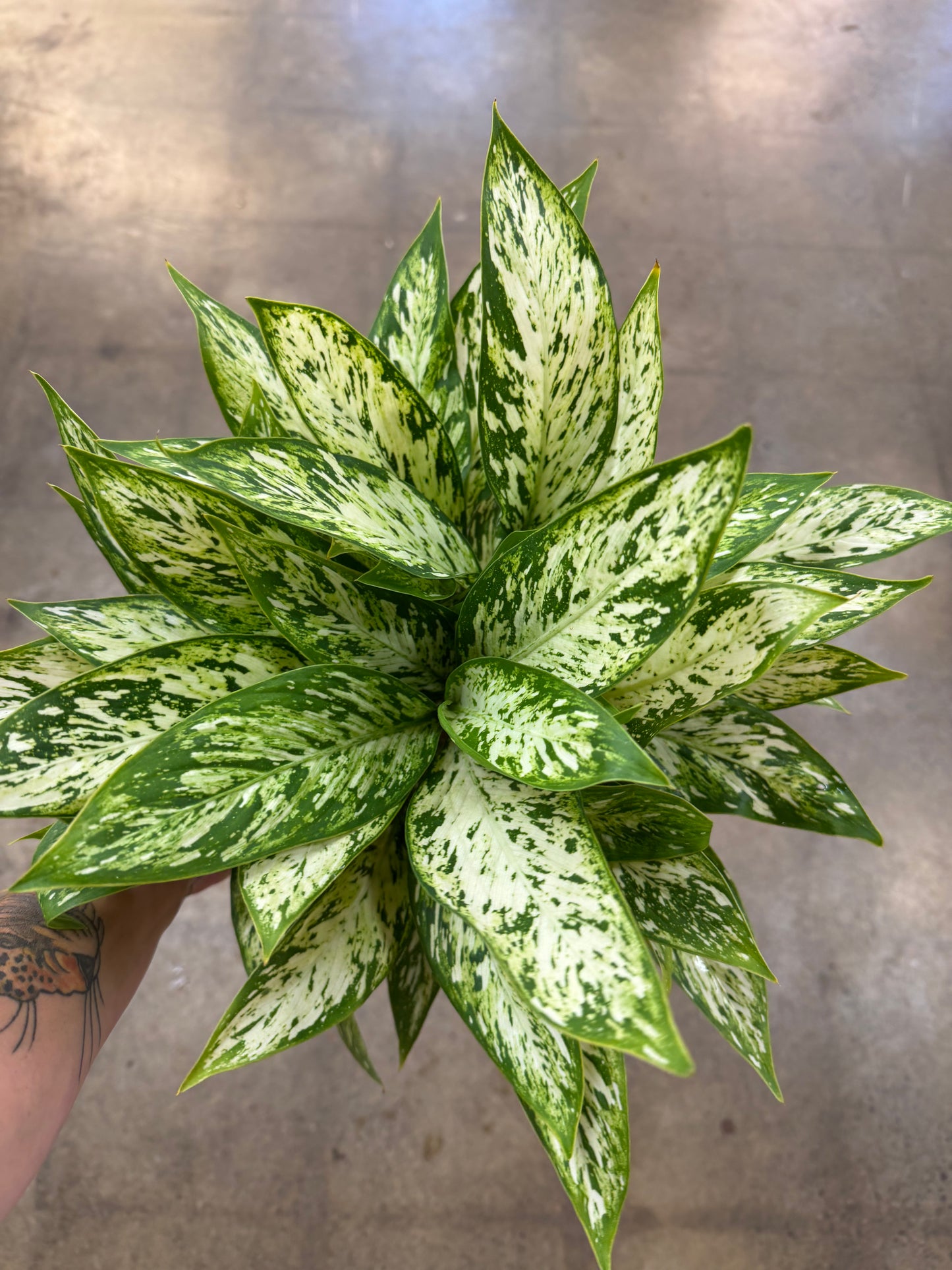 Dieffenbachia Vesuvius