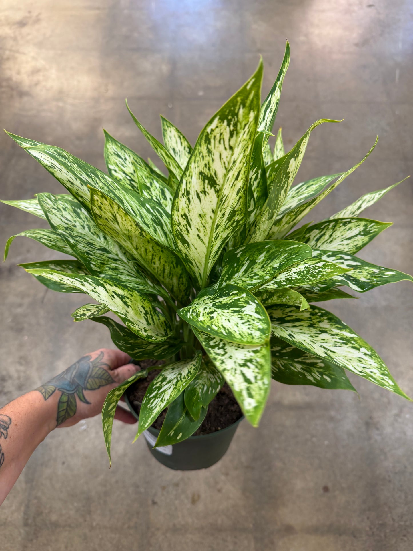 Dieffenbachia Vesuvius