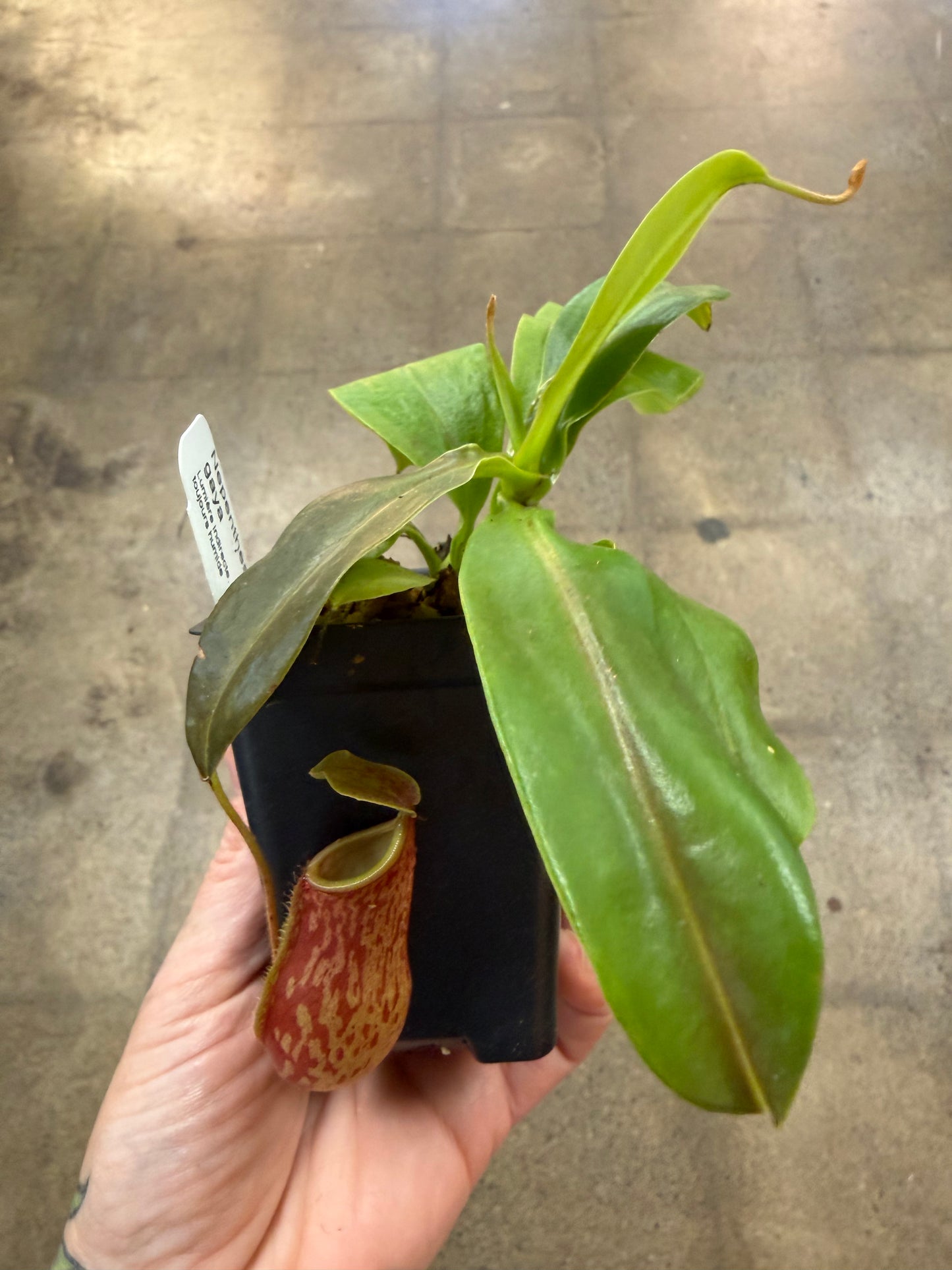 Nepenthes Gaya