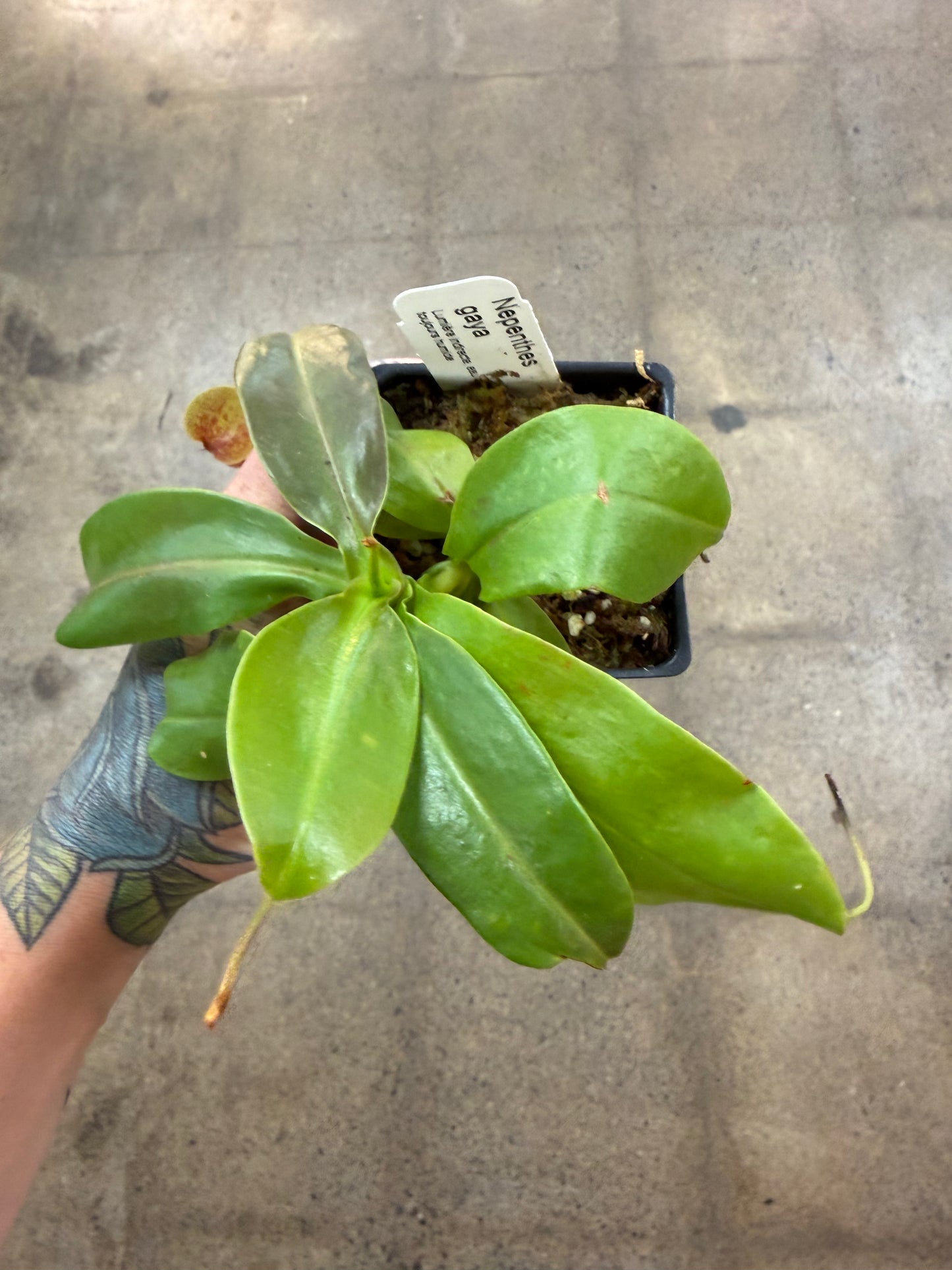 Nepenthes Gaya