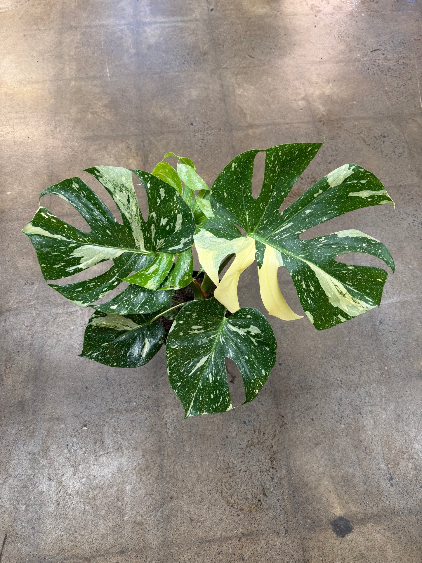 Monstera Thaï Constellation