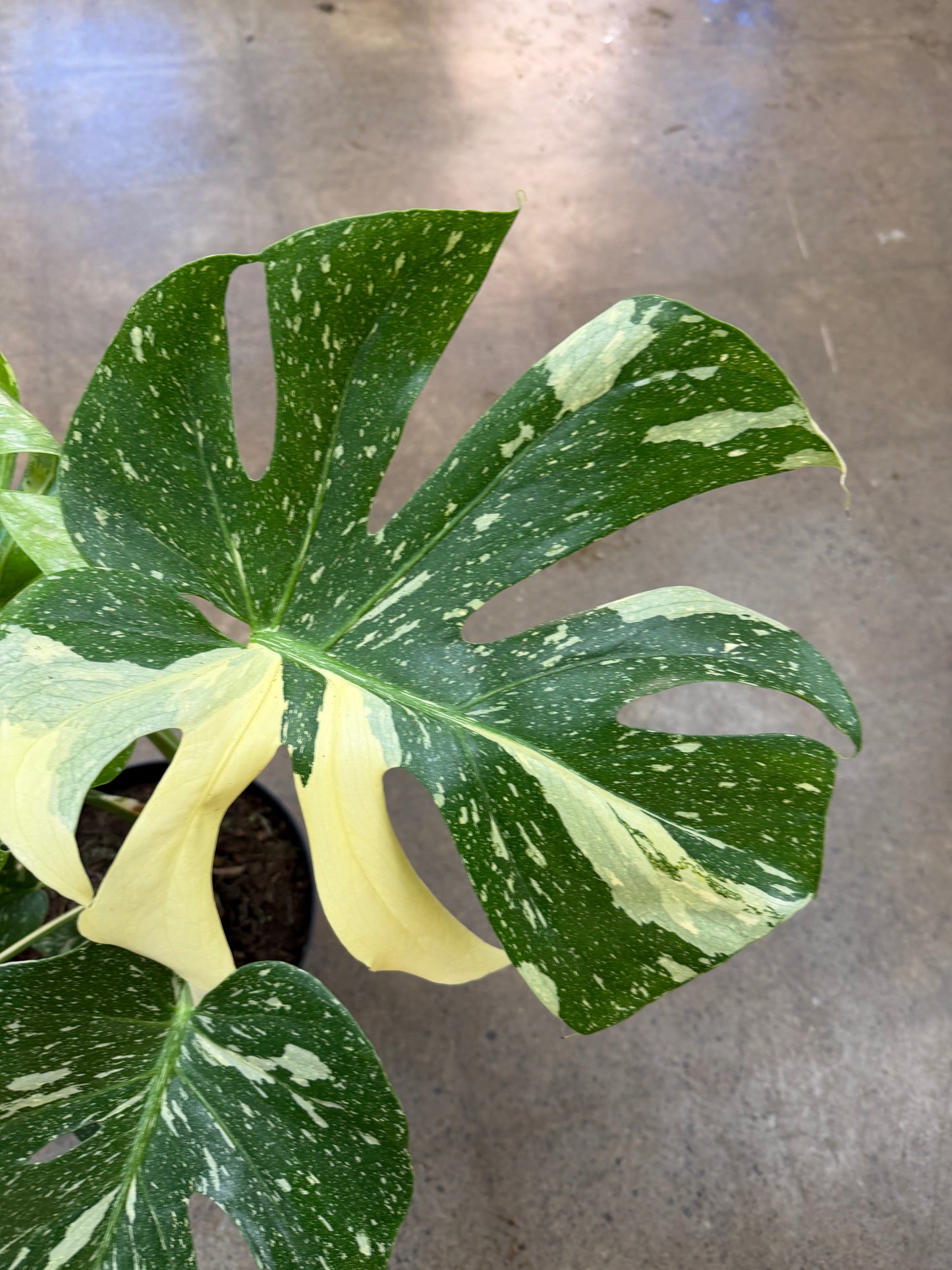Monstera Thaï Constellation