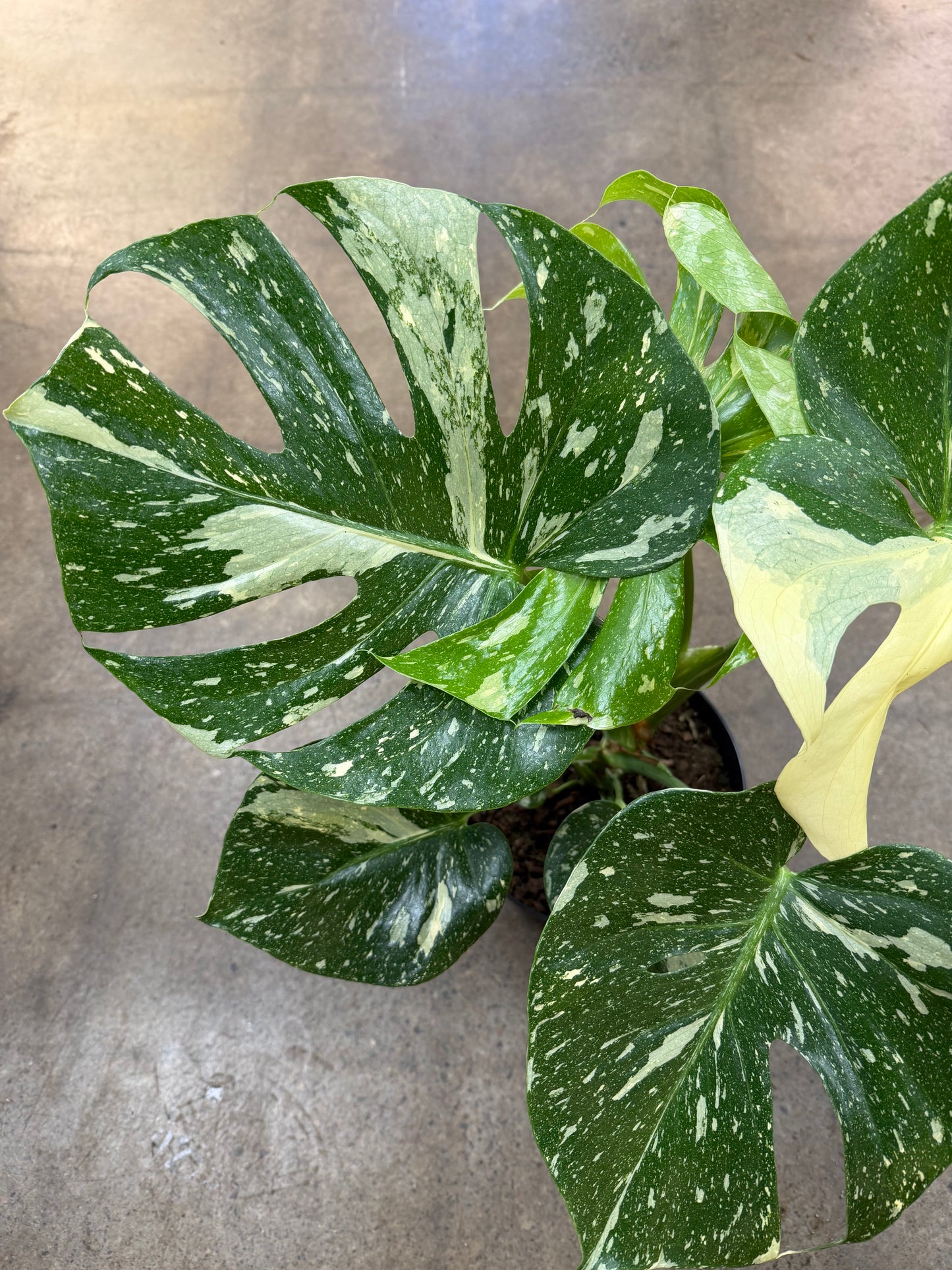 Monstera Thaï Constellation