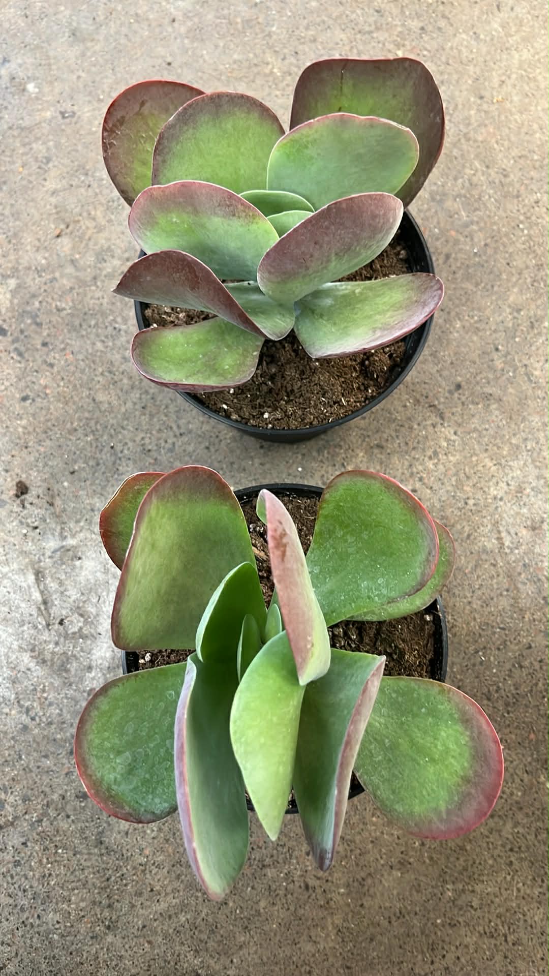 Kalanchoe Thyrsiflora