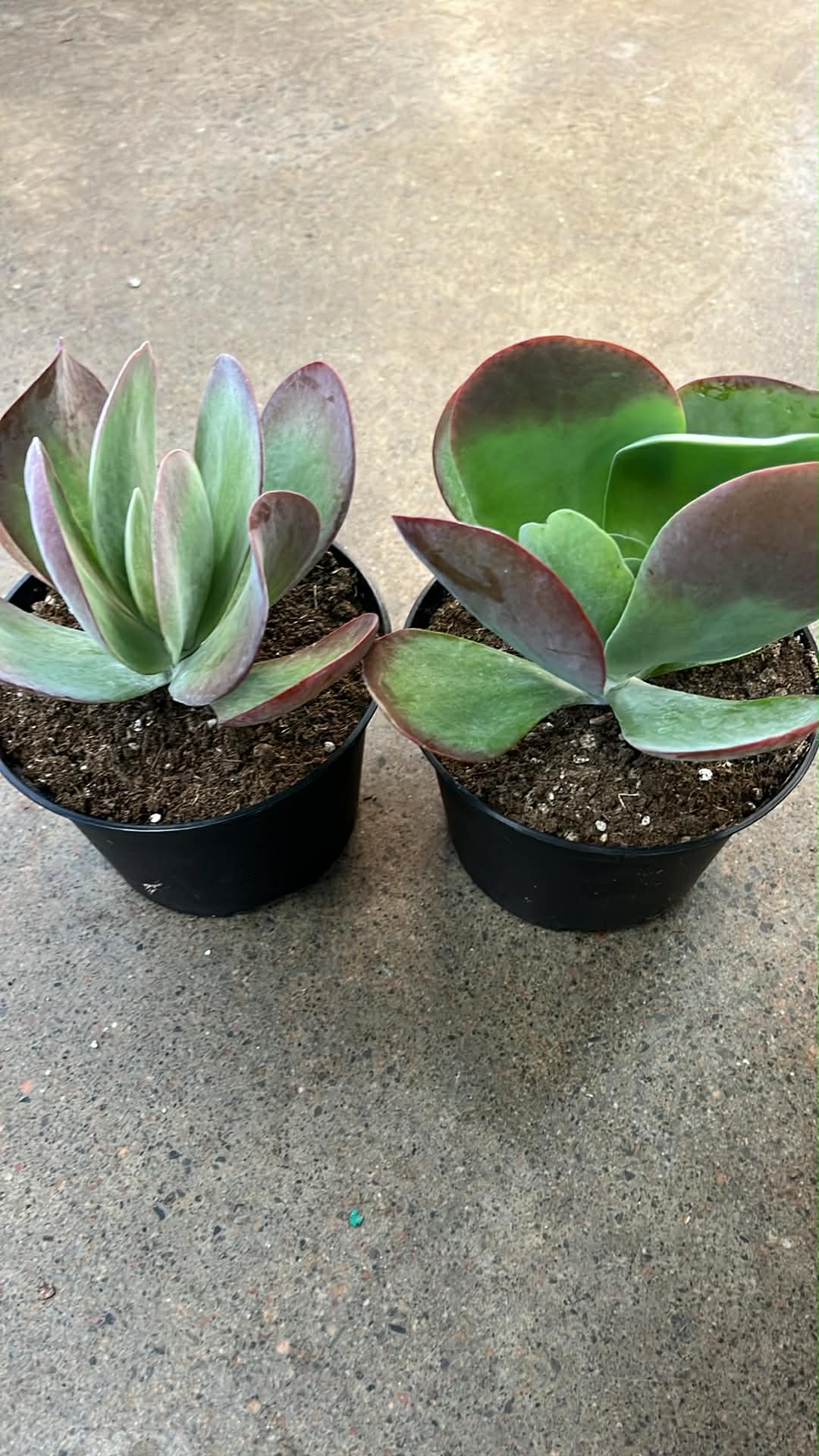 Kalanchoe Thyrsiflora