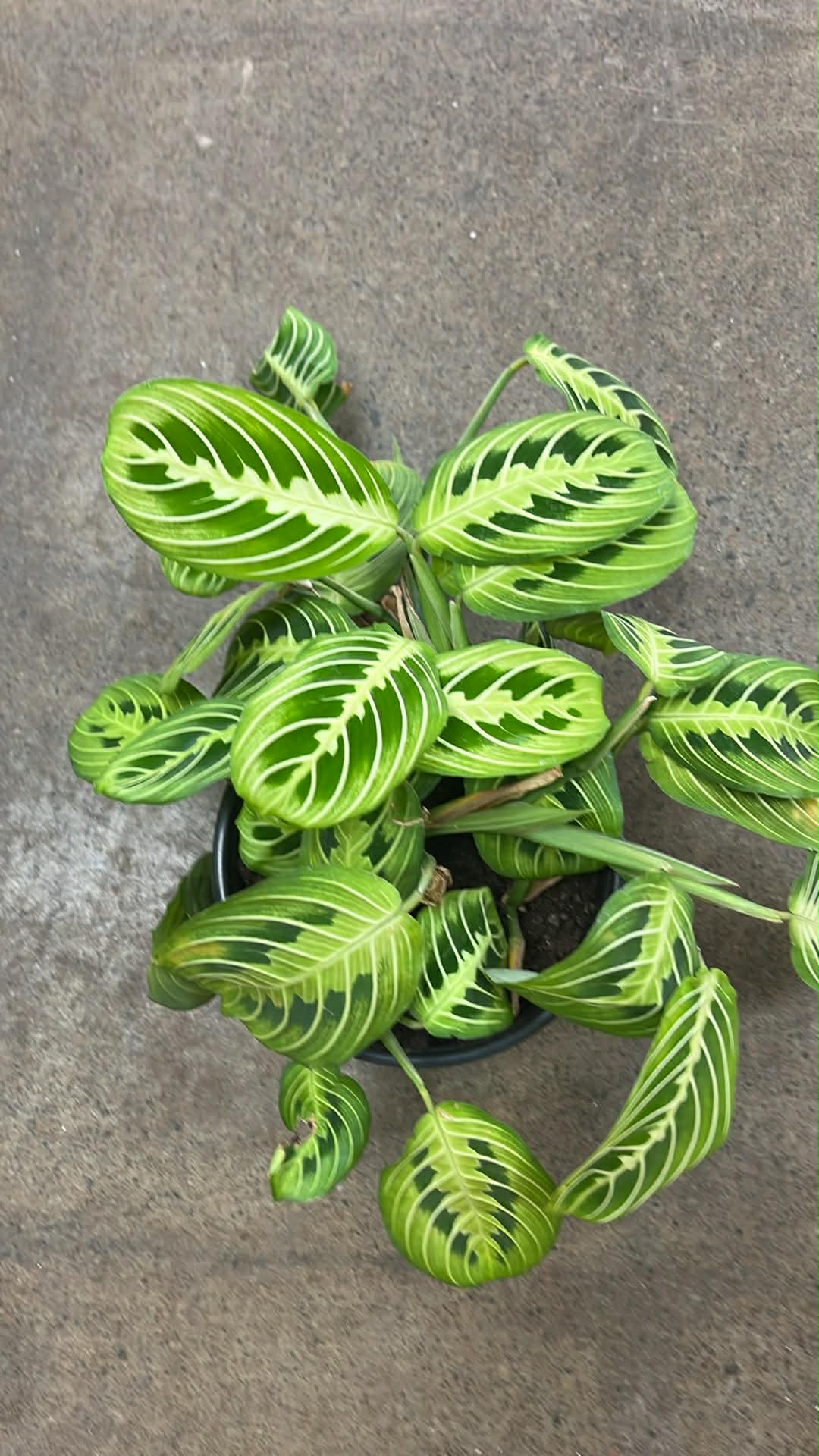 Maranta Lime