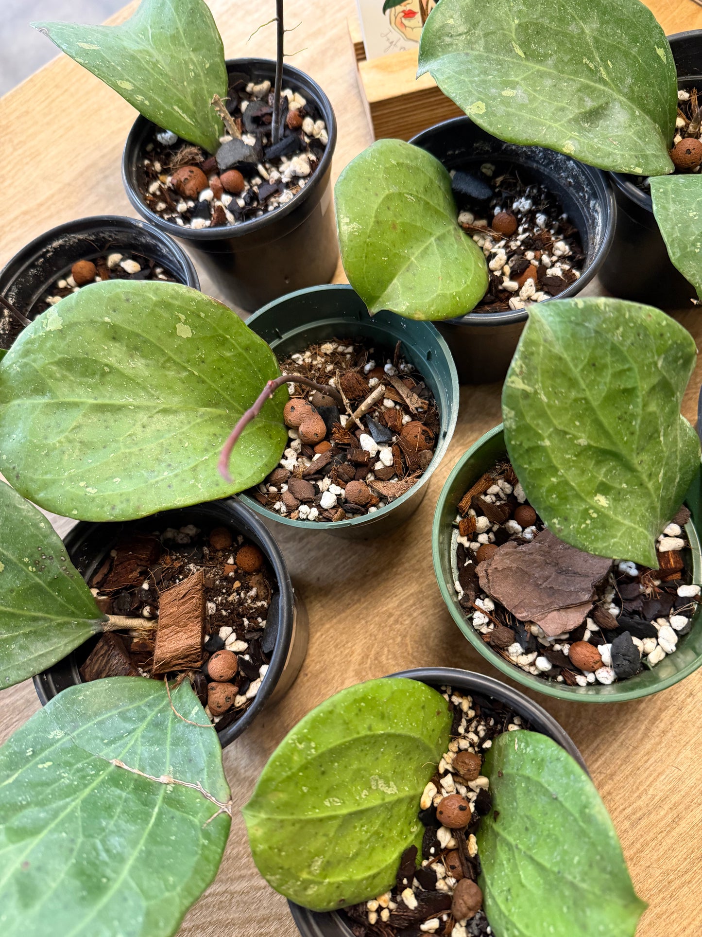 Hoya No ID
