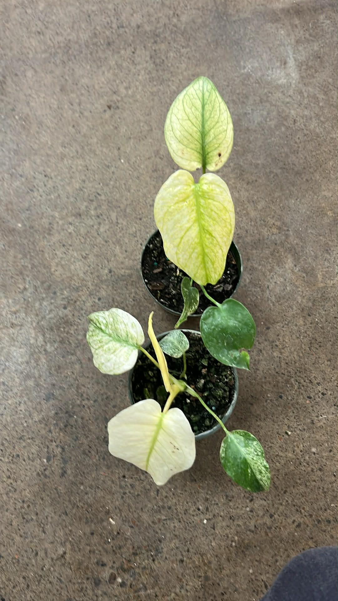Monstera White Monster