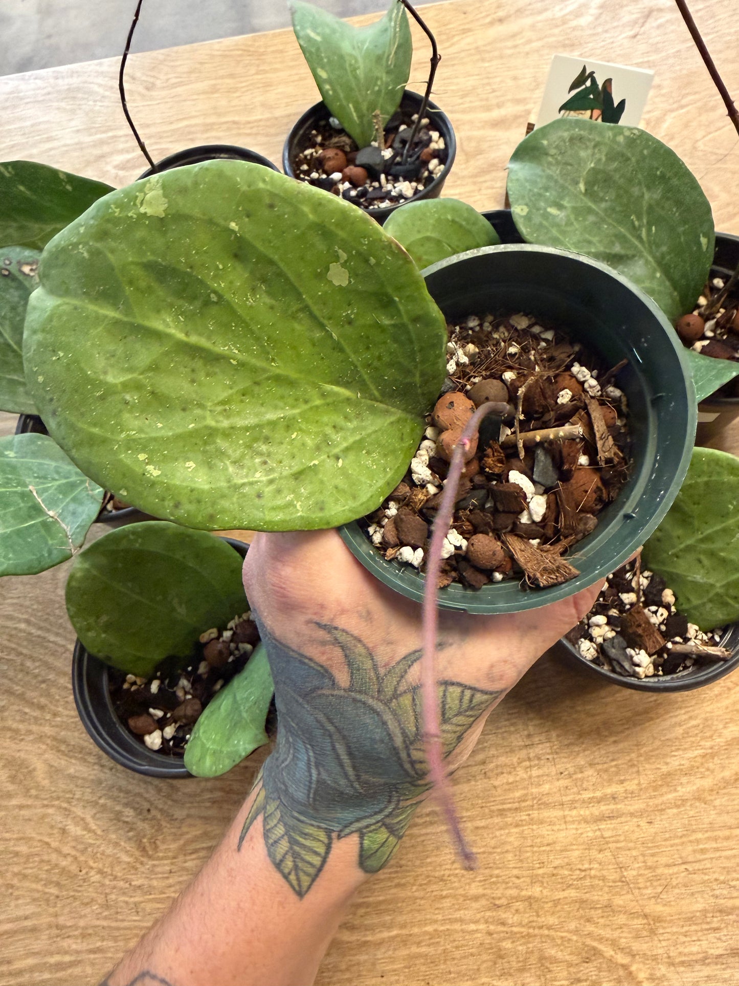 Hoya No ID