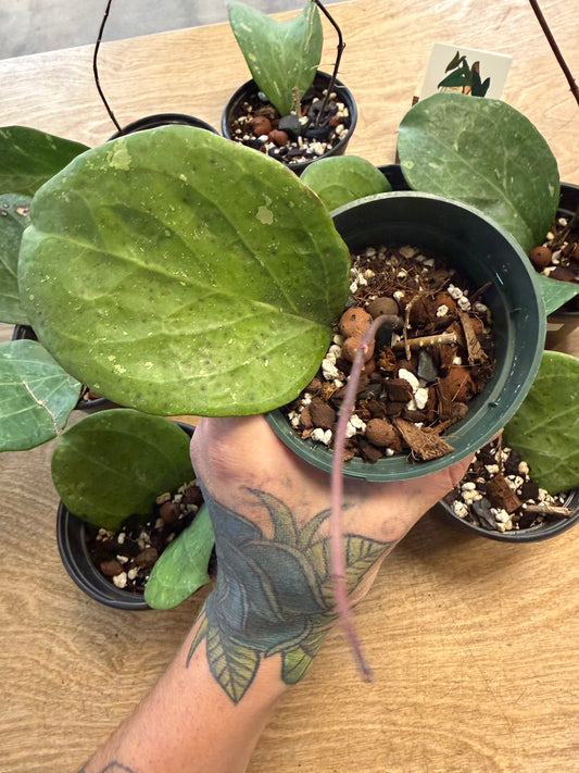 Hoya No ID