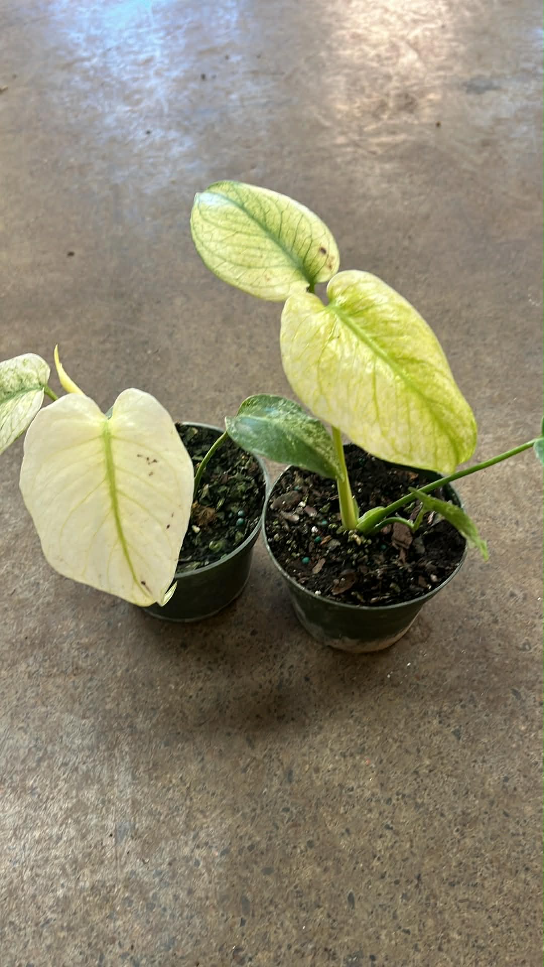 Monstera White Monster