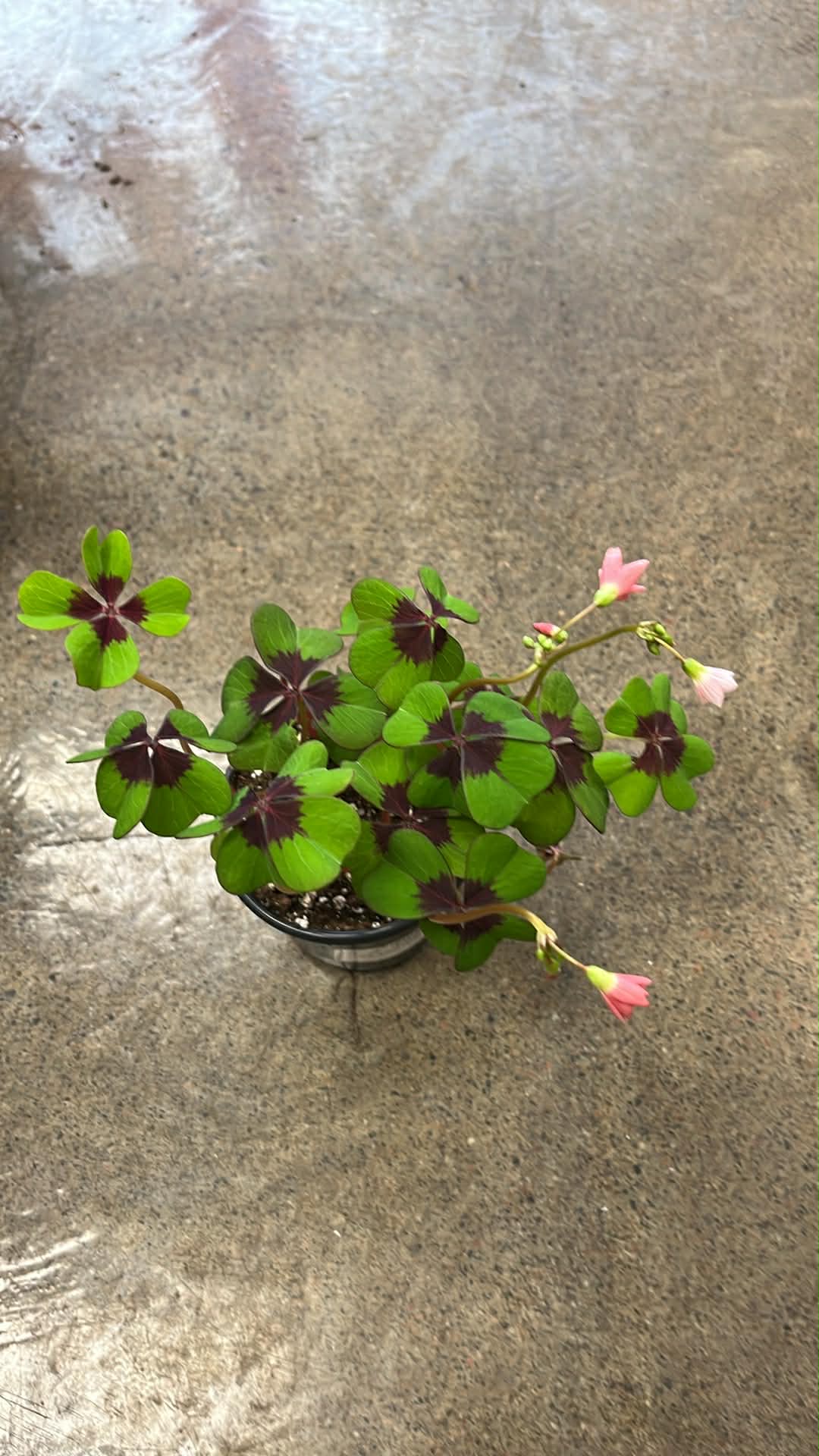 Oxalis Iron Cross