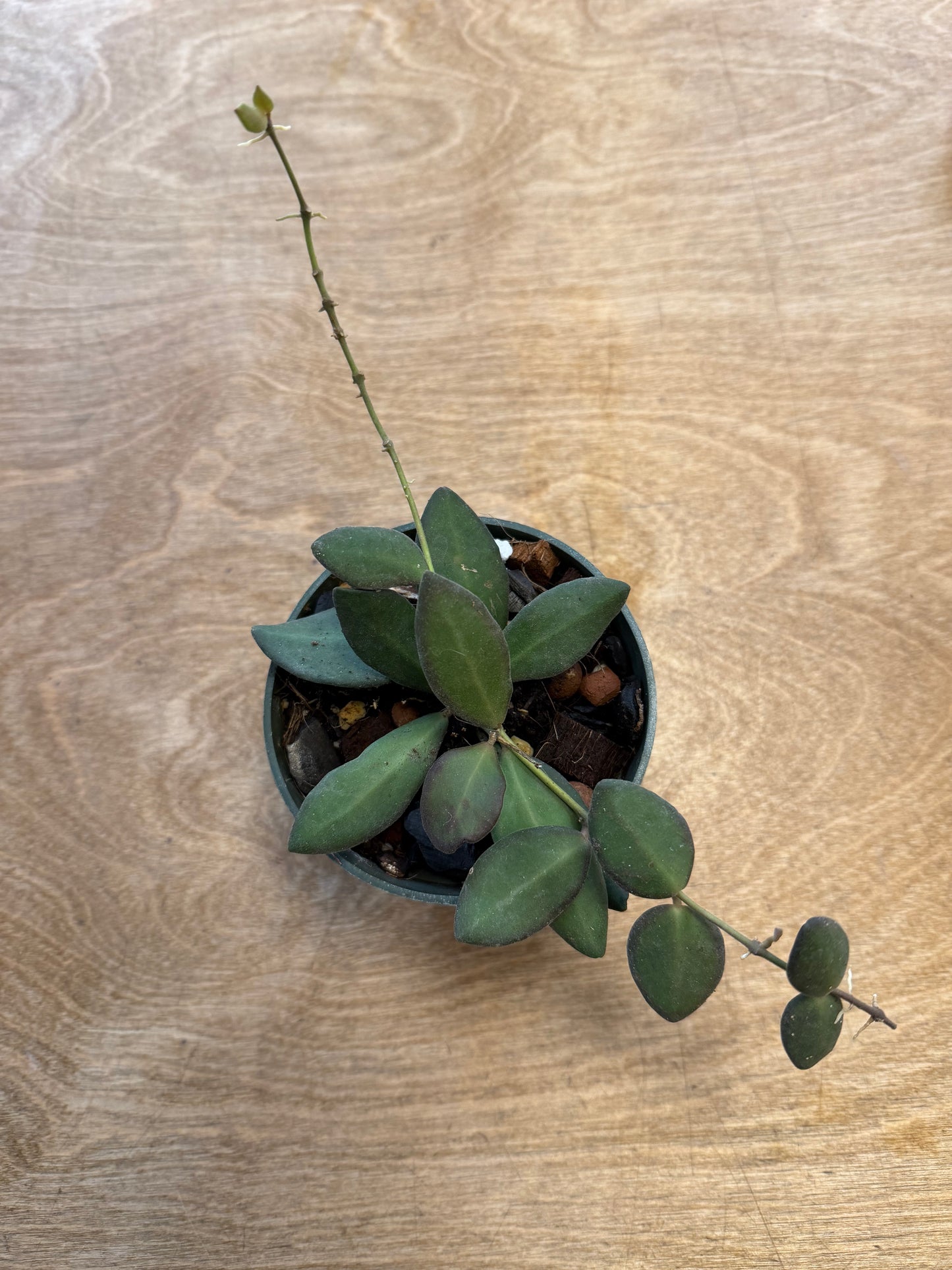 Hoya Neon DS-70