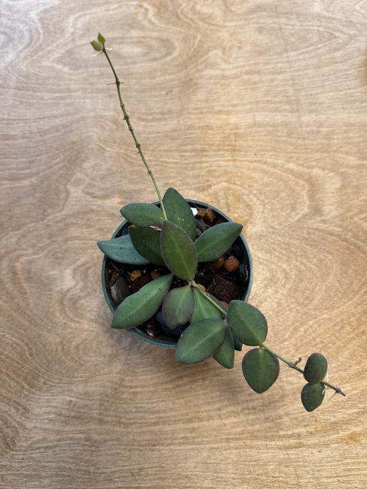 Hoya Neon DS-70
