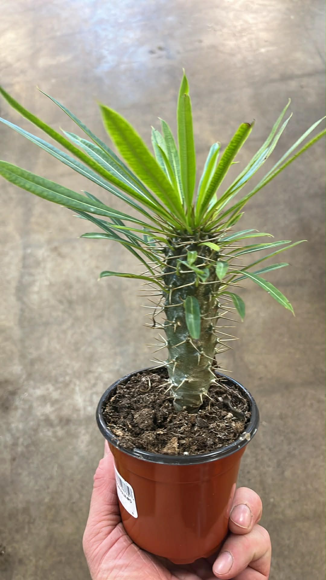 Palmier Madagascar