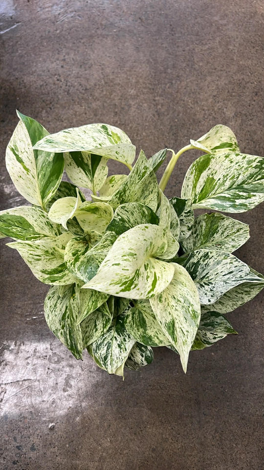 Pothos Snow Queen