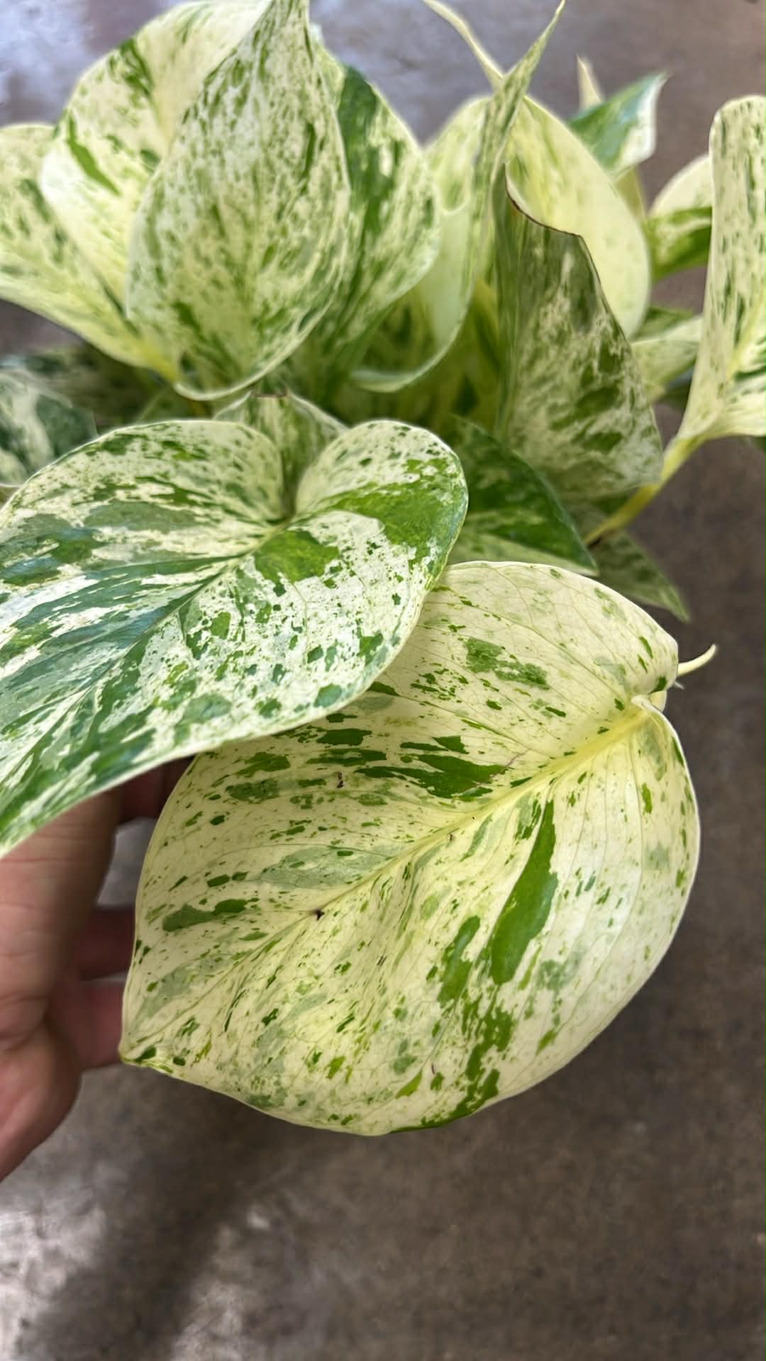 Pothos Snow Queen