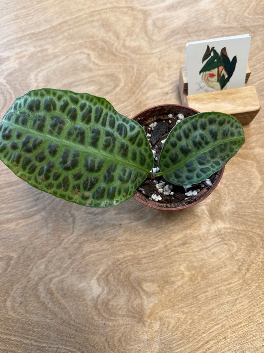 Labisia Kura Kura