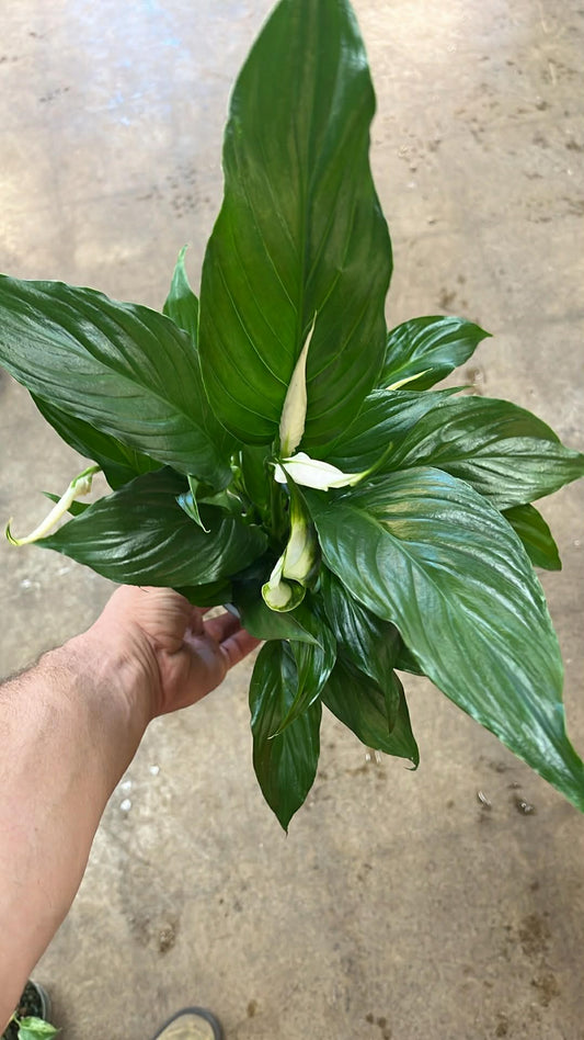 Spathiphyllum / Lis de Paix