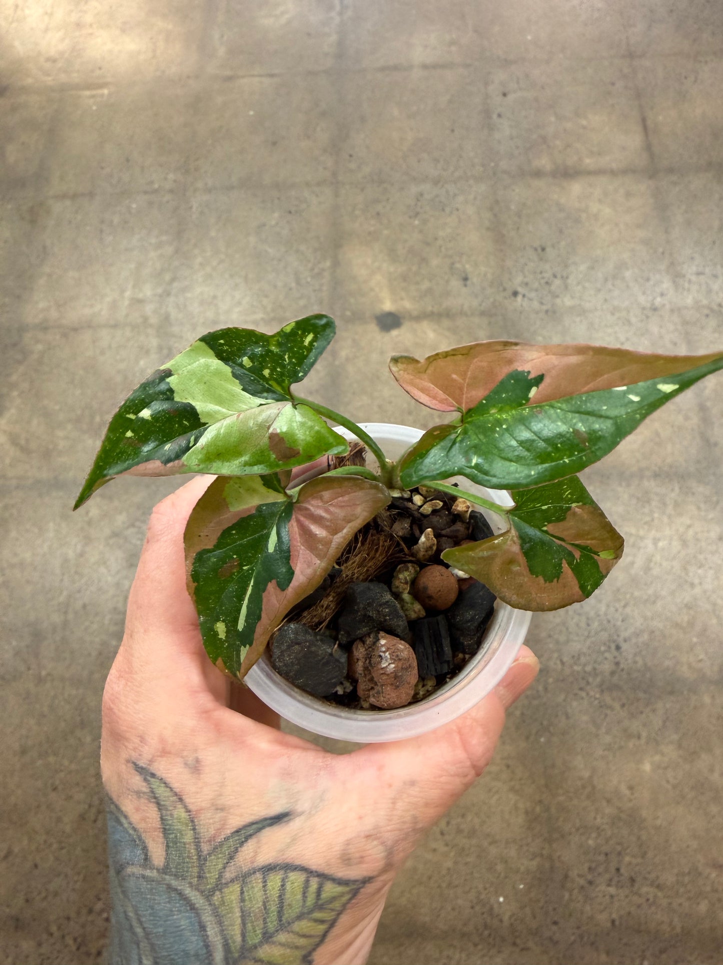 Syngonium Red Spot Tricolor