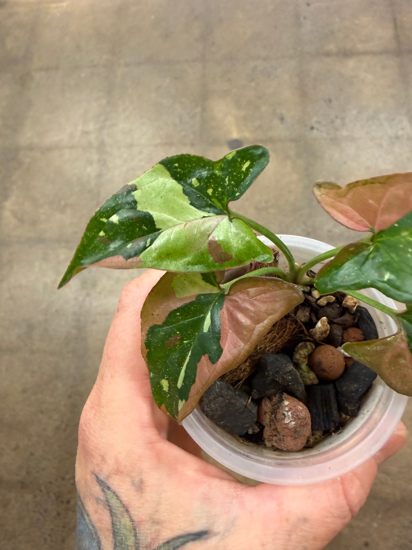 Syngonium Red Spot Tricolor