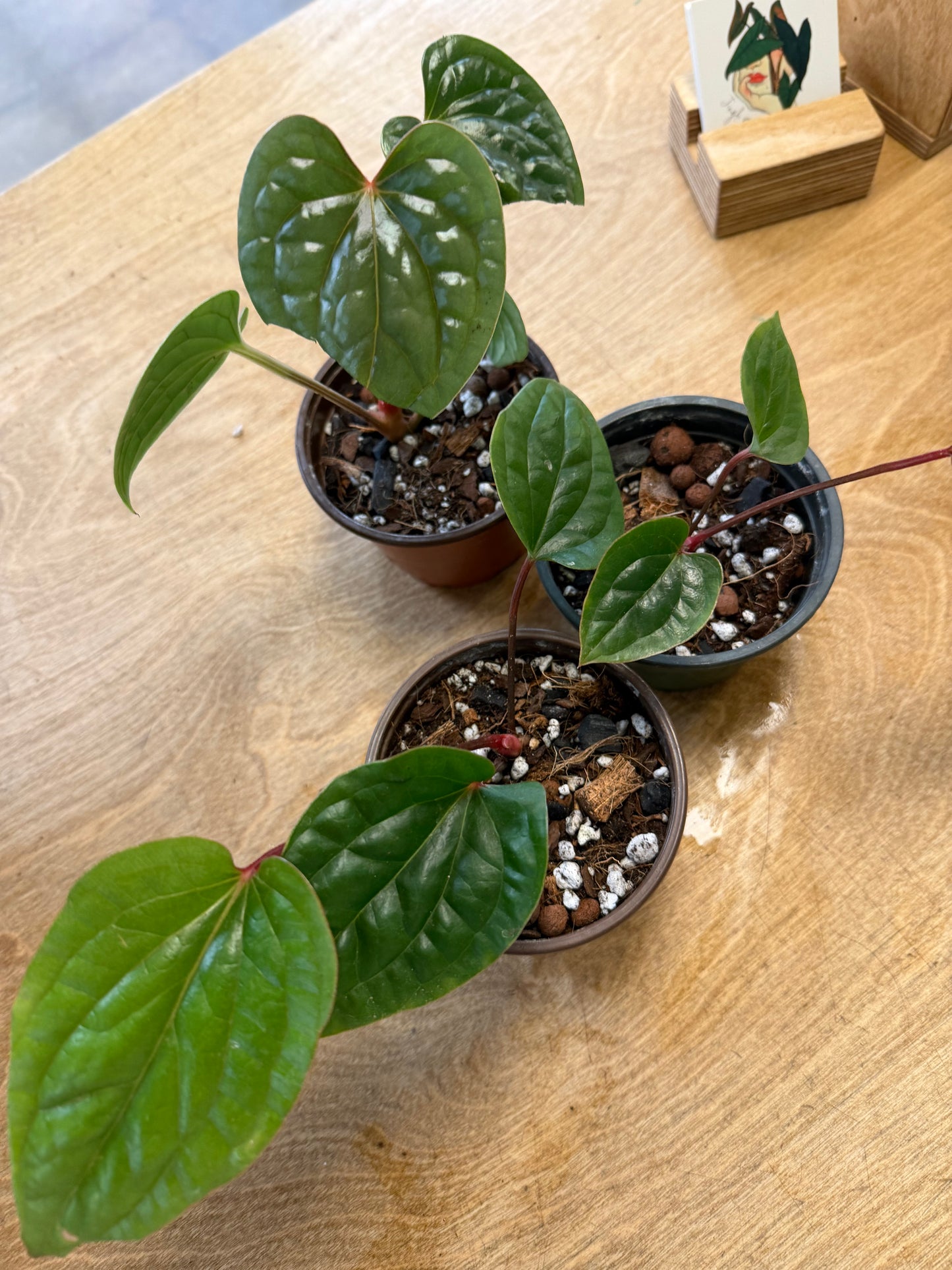 Anthurium Luxurians Silver