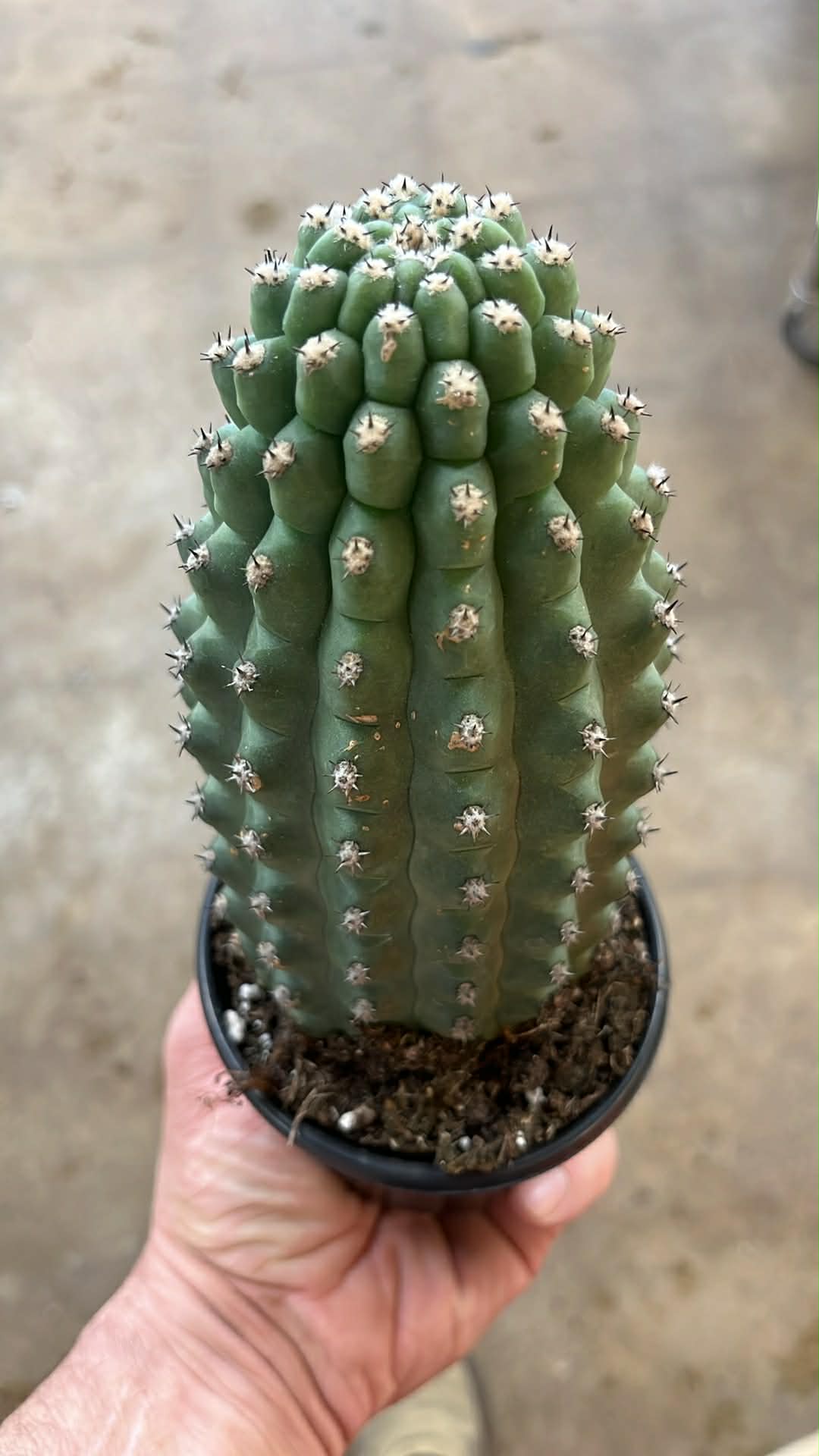 Trichocereus Brevispinulosu