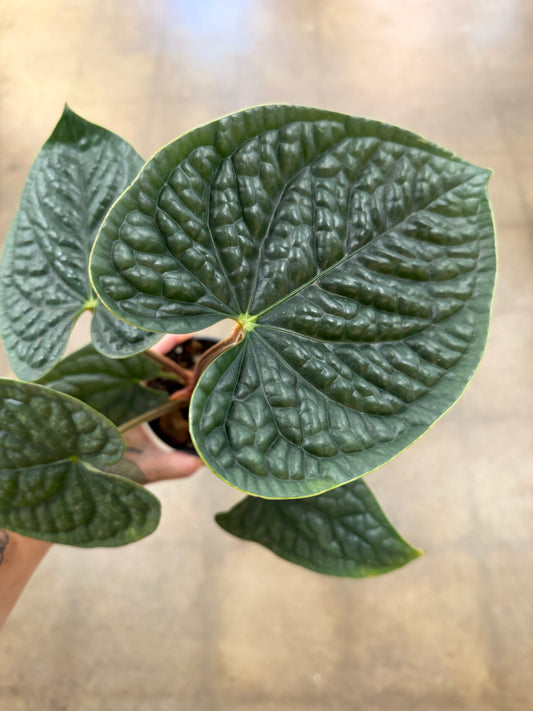 Anthurium Luxurians Silver