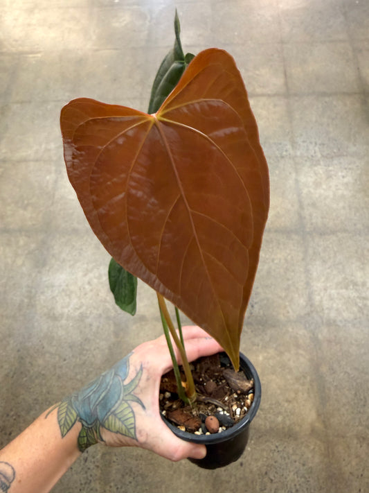 Anthurium Queen of Heart
