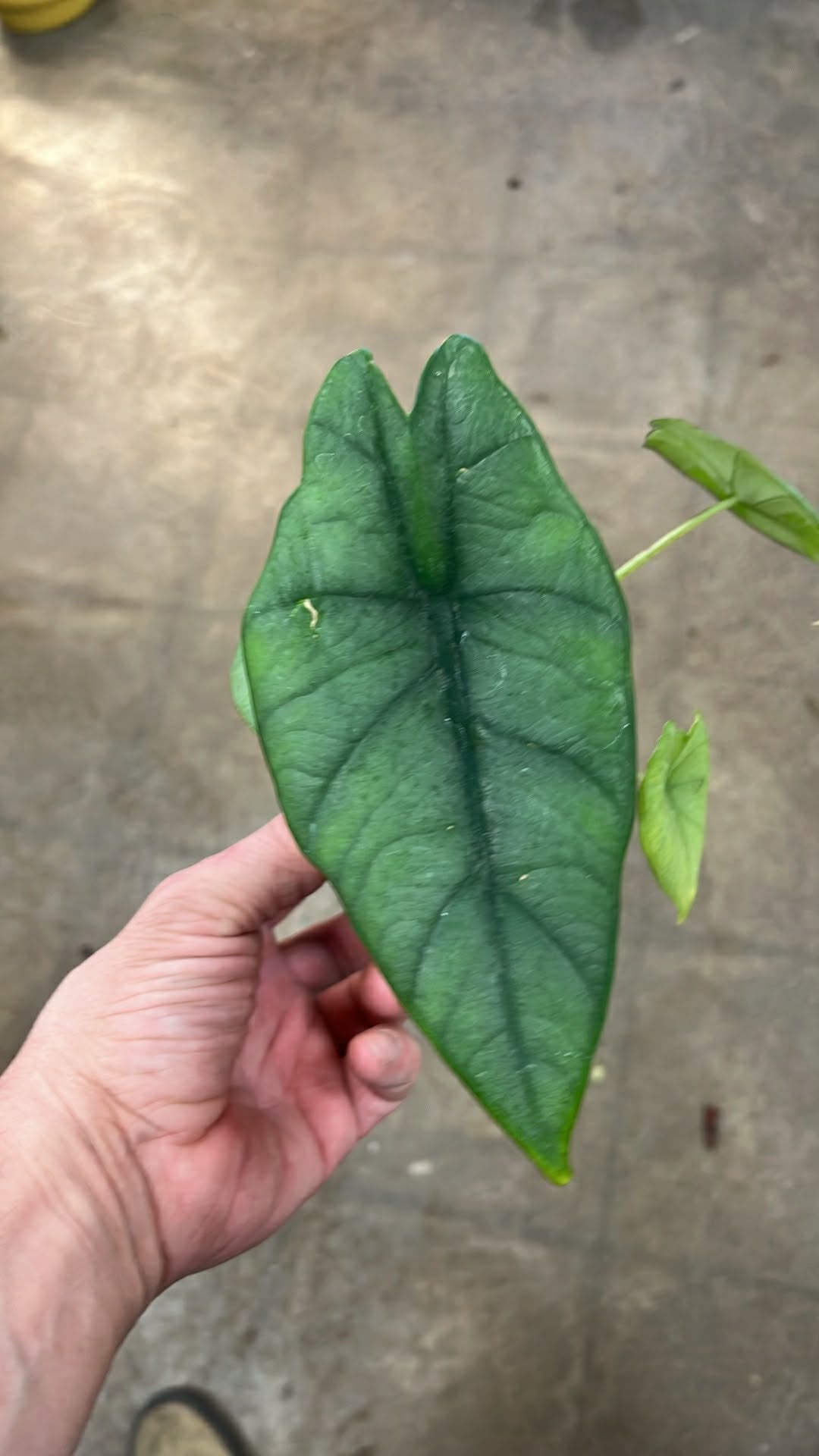 Alocasia Bisma