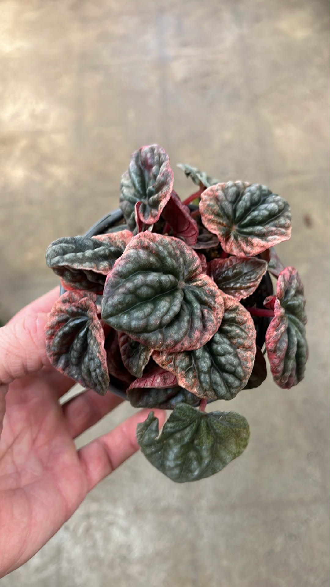 Peperomia Caperata Abricots