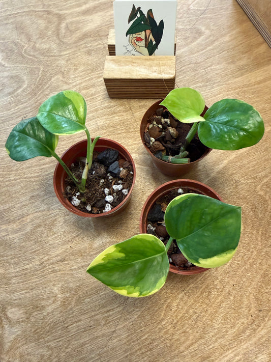 Pothos Manjula Poonsin